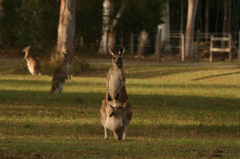 Lake Weyba Noosa Lodge & Kangaroos - Accommodation VIC 16