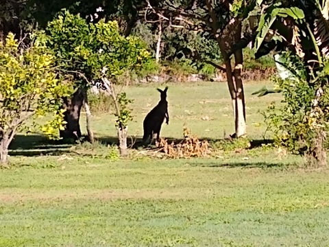 Lake Weyba Noosa Lodge & Kangaroos - Accommodation VIC 29