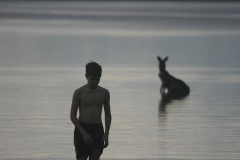 Lake Weyba Noosa Lodge & Kangaroos - Accommodation VIC 37
