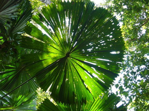 Port Douglas Retreat - Accommodation VIC 19