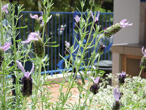 Surfers Beach Resort One - Accommodation VIC 0