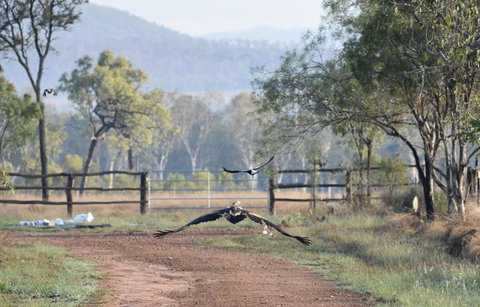 Ironbark House - Accommodation VIC 9