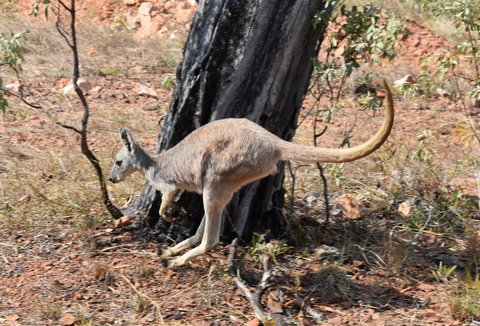 Ironbark House - Accommodation VIC 24