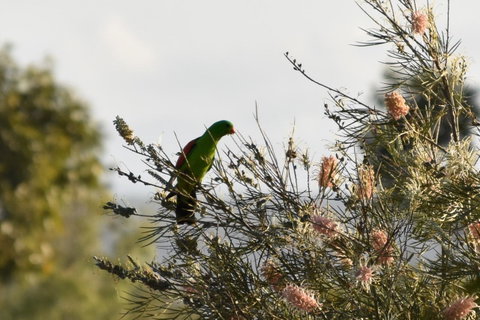 Ironbark House - Accommodation VIC 29