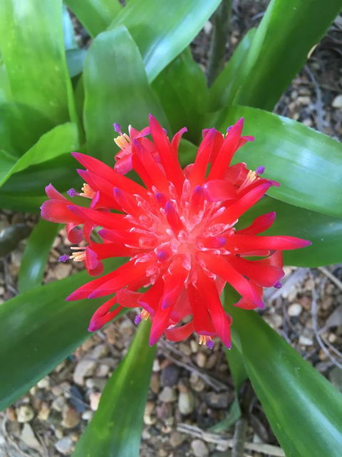 Casuarina - Accommodation VIC 2