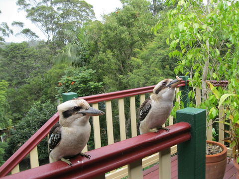 Shasta Place - Accommodation VIC 12