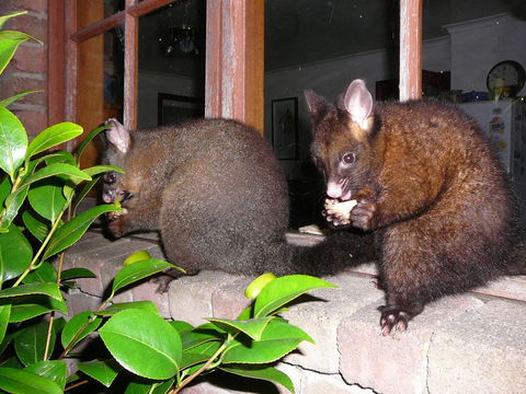 Wind Song Bed & Breakfast - Accommodation VIC 2