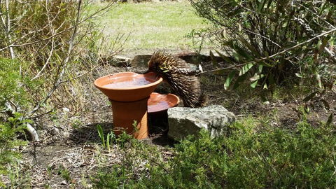 Wind Song Bed & Breakfast - Accommodation VIC 3