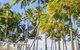 Alamanda - Suite 46 - thumb 1