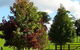 Maleny Springs Farm - thumb 26