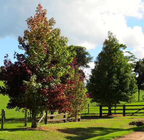 Maleny Springs Farm - Accommodation VIC 26