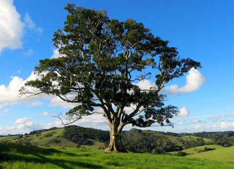 Maleny Springs Farm - Accommodation VIC 32