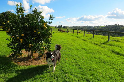 Maleny Springs Farm - Accommodation VIC 31