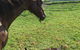 Maleny Springs Farm - thumb 15
