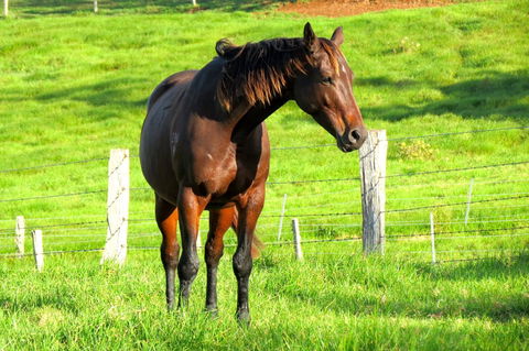 Maleny Springs Farm - Accommodation VIC 27