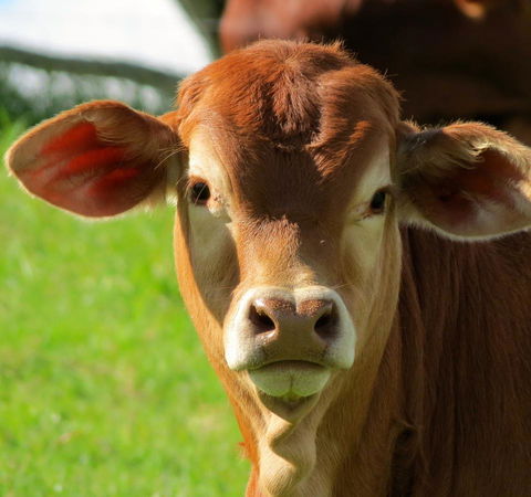 Maleny Springs Farm - Accommodation VIC 9