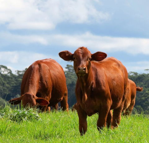 Maleny Springs Farm - Accommodation VIC 24