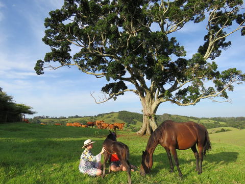 Maleny Springs Farm - Accommodation VIC 5