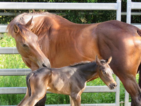 Maleny Springs Farm - Accommodation VIC 18