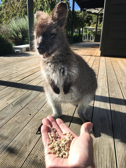 Parnella Adventure Bay, Bruny Island - Accommodation VIC 17
