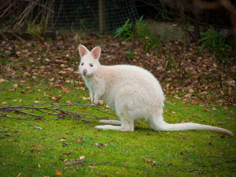 Parnella Adventure Bay, Bruny Island - Accommodation VIC 20