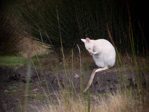 Parnella Adventure Bay, Bruny Island - Accommodation VIC 18