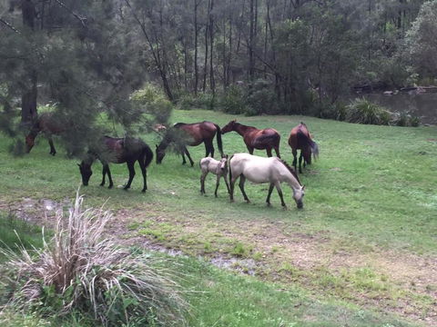 Emu Creek Retreat - Accommodation VIC 2