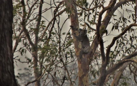 Emu Creek Retreat - Accommodation VIC 3