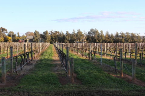 Milawa Vineyard Views - Guesthouse 1 - Accommodation VIC 2