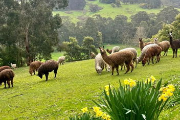 Pennyroyal Otways Retreat with Accommodation VIC