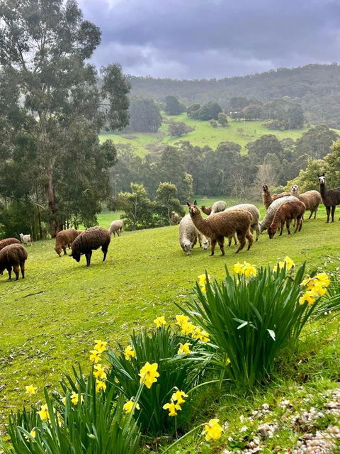 Pennyroyal Otways Retreat - Accommodation VIC 0