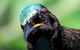 RIflebird Lodge - thumb 0