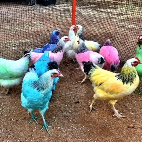 Royal Carrangarra Hotel - Accommodation VIC 3