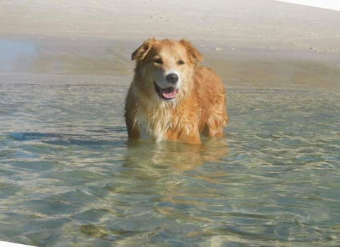Shoal Shack 72, 72 Tomaree Rd - Pool, Pet Friendly, Wi-Fi, Air Con, Linen - Accommodation VIC 2