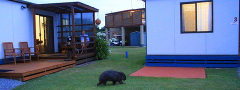 BIG4 Kelso Sands Holiday & Native Wildlife Park - Accommodation VIC 2