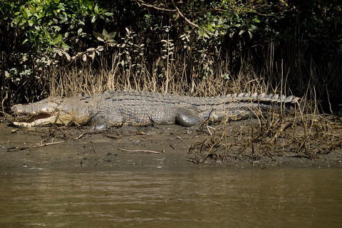 5-Day Best Of Cairns With Daintree, Kuranda, And Great Barrier Reef - Accommodation VIC 5