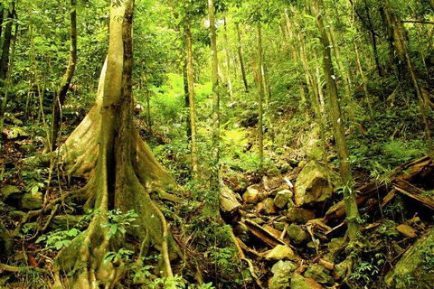 Cairns 4WD Waterfall And Rainforest Tour Including Kuranda Scenic Railway - Accommodation VIC 1