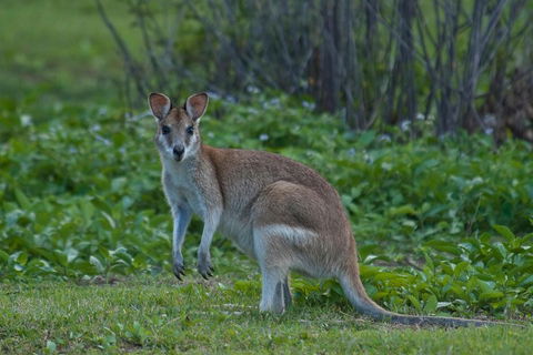 Cairns 4WD Waterfall And Rainforest Tour Including Kuranda Scenic Railway - Accommodation VIC 2