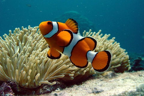 Cairns Reef And Rainforest Combo: Daintree Rainforest And The Great Barrier Reef - Accommodation VIC 2