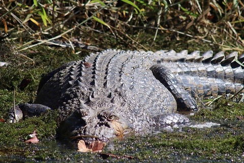 Full Day Tour In The Daintree - Accommodation VIC 0