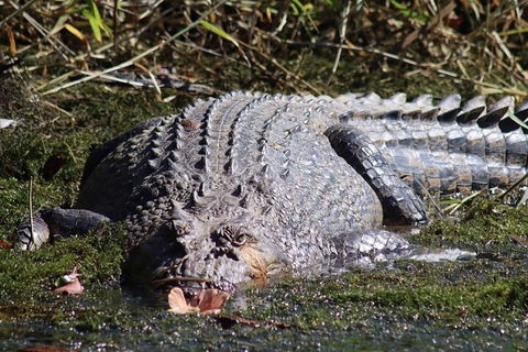 Afternoon Half-Day Daintree Rainforest And River Tour - Accommodation VIC 5