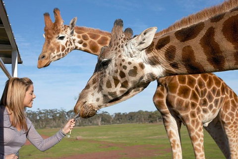 Melbourne City Card (2 Days): Visit Unlimited Attractions! - Accommodation VIC 1