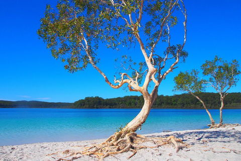 Fraser Island 4WD Tour From Rainbow Beach - Accommodation VIC 5