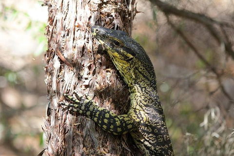 Byron Bay Hinterland Tour Including Rainforest Walk To Minyon Falls - Accommodation VIC 1