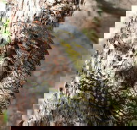 Byron Bay Combo Hinterland Tour Including Minyon Falls and Kayaking with Dolphins - Accommodation VIC