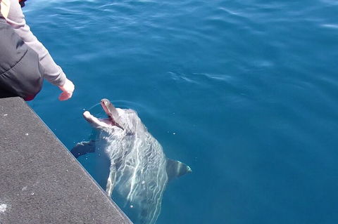 Noosa Wild Dolphin Safari - Accommodation VIC 0