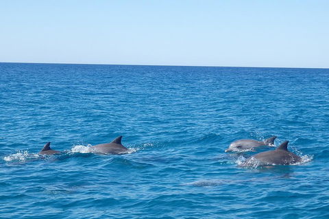 Noosa Wild Dolphin Safari - Accommodation VIC 5
