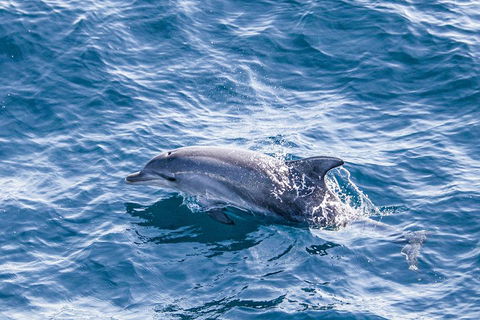 All Inclusive Dolphin And Tangalooma Wrecks Cruise - Accommodation VIC 1