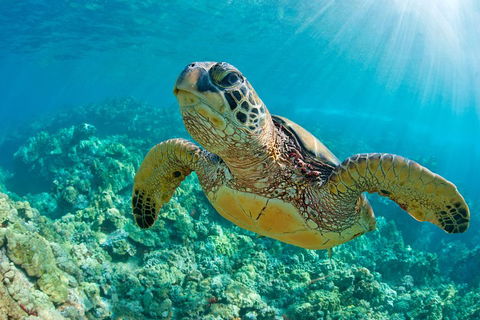 All Inclusive Tangalooma Wrecks Cruise Tour From Gold Coast - Accommodation VIC 4