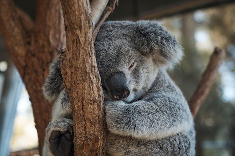 Sydney Taronga Zoo General Entry Ticket - Accommodation VIC 3